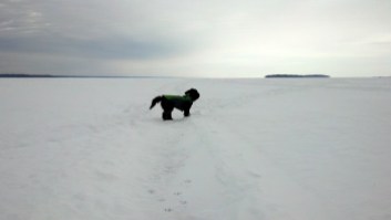 Tucker the Dog out on Oneida Lake
